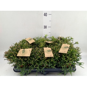 Rhipsalis burchellii