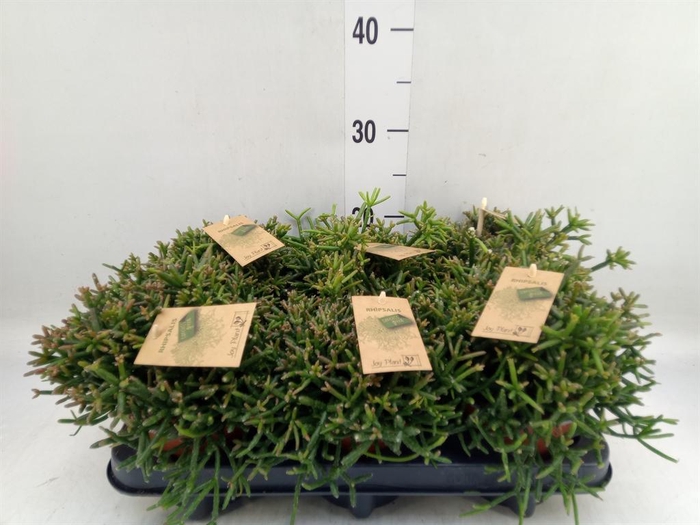 <h4>Rhipsalis burchellii</h4>