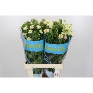 Ranunculus Butterfly Ariadne