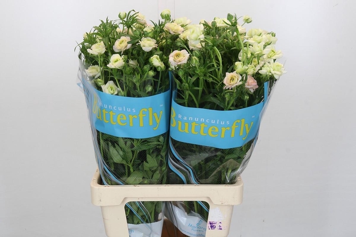 <h4>Ranunculus Butterfly Ariadne</h4>