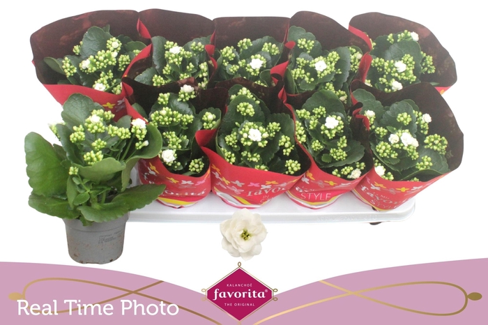 <h4>KAL B GE C MENZEL</h4>