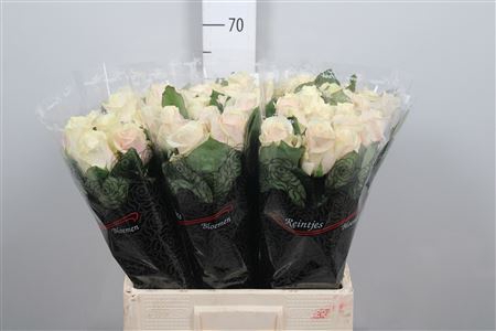 <h4>R Gr Talea+</h4>