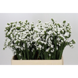 Limonium sinuatum Silvery Sun Birds