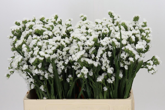 <h4>Limonium sinuatum Silvery Sun Birds</h4>