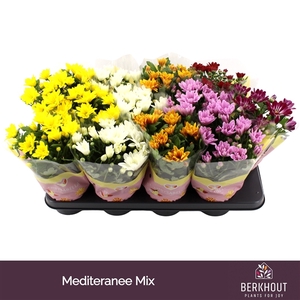 Chrysant Mediteranee mix