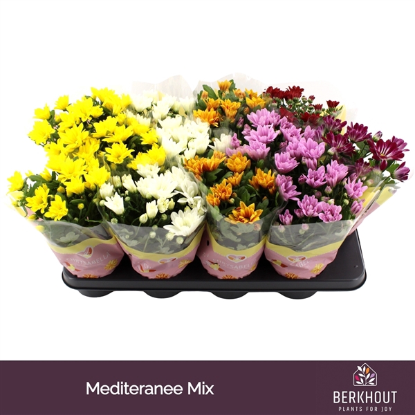 <h4>Chrysant Mediteranee mix</h4>