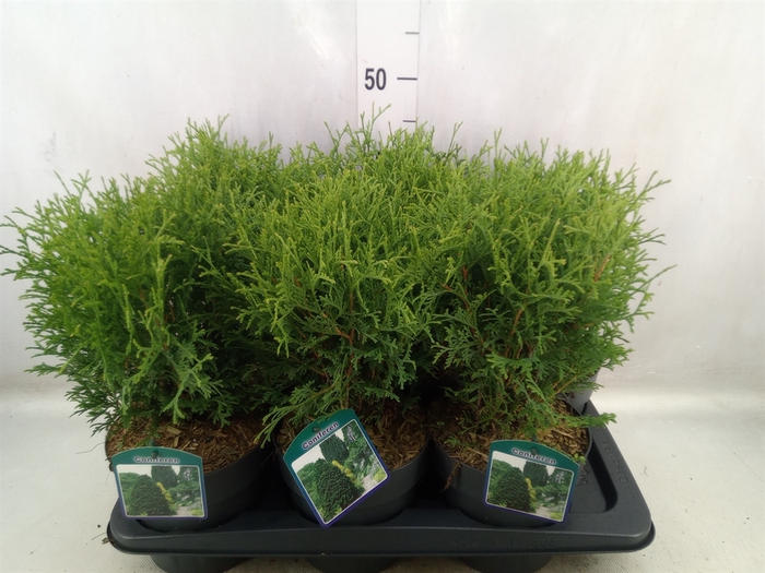 <h4>Thuja occid. 'Tiny Tim'</h4>