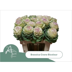 BRASS CRANE BICOLOUR