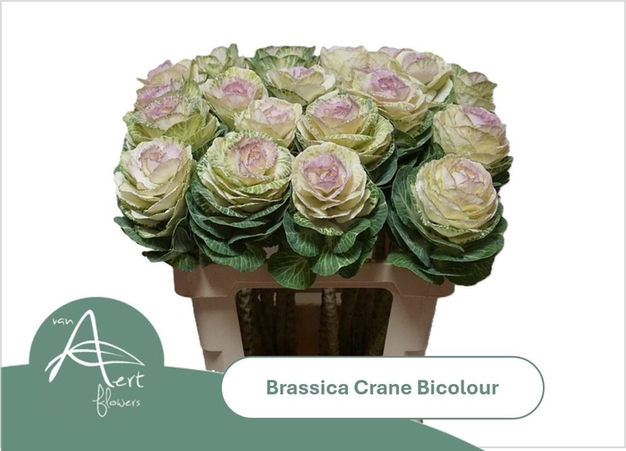 <h4>BRASS CRANE BICOLOUR</h4>