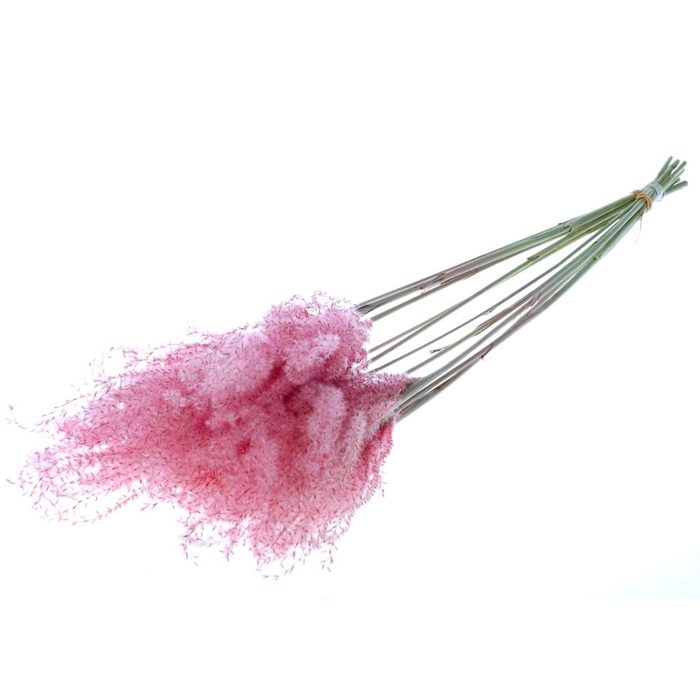 <h4>Fluffy Reed Grass 10pc Pink</h4>