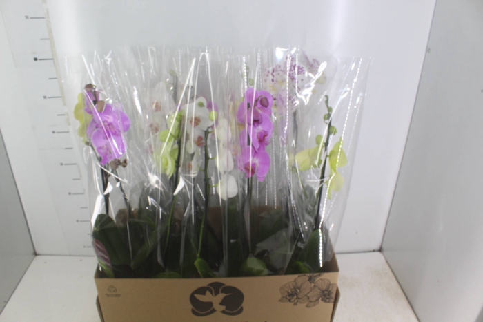<h4>PHALAENOPSIS MIX P12</h4>