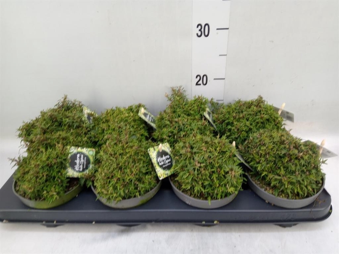 <h4>Hedera   ...</h4>