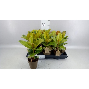 Ficus elastica   ...mix 4