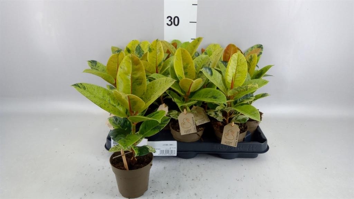 <h4>Ficus elastica   ...mix 4</h4>
