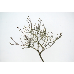 MAGNOLIA GRILLIG PER STEM 180CM