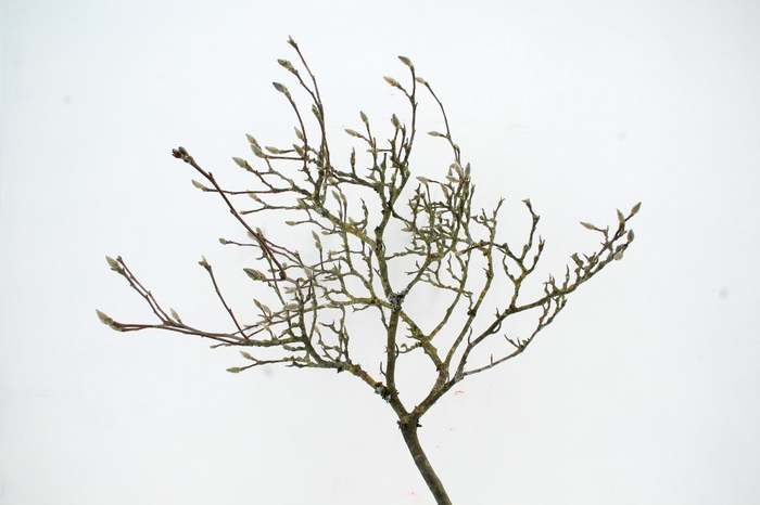 <h4>MAGNOLIA GRILLIG PER STEM 180CM</h4>