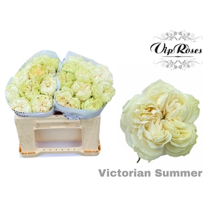 R GR VICTORIAN SUMMER