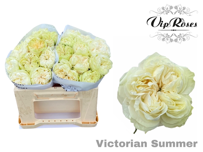 R GR VICTORIAN SUMMER