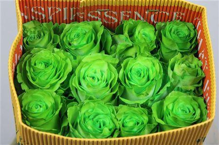 <h4>R Gr Light Green Ec</h4>