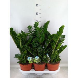 Zamioculcas zamiifolia 'Midori'