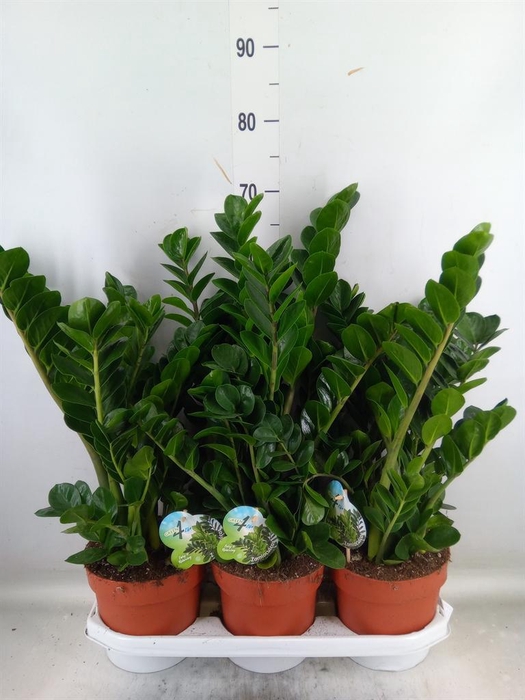 <h4>Zamioculcas zamiifolia 'Midori'</h4>