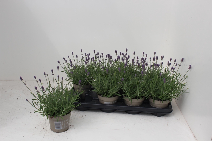 <h4>LAVAN AN ESSENCE PUR</h4>