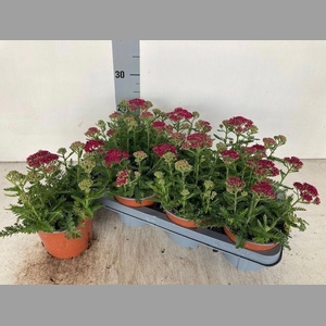 ACHI MILLEFOLIUM