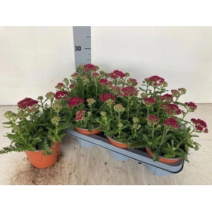 Achi Millefolium