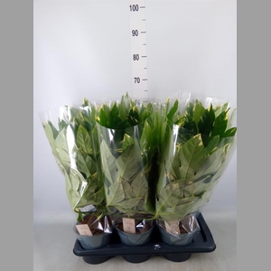 Fatsia japonica 'Variegata'