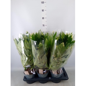 Fatsia japonica 'Variegata'