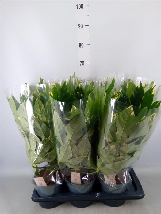 <h4>Fatsia japonica 'Variegata'</h4>