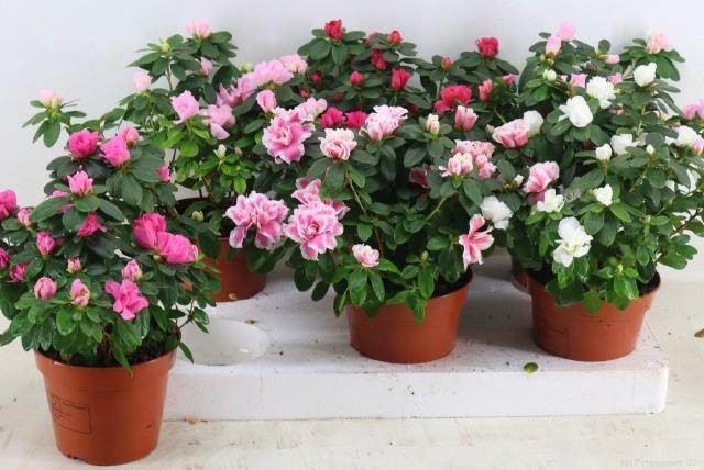 <h4>RHODO SI VOGEL GEM</h4>