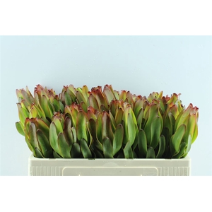 Leucad Laurel Yellow