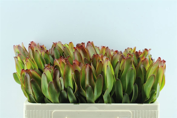 <h4>Leucad Laurel Yellow</h4>