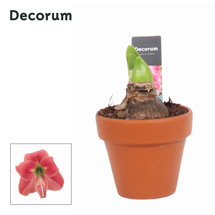 <h4>Amaryllis Kolibri Amalfi 2 Knop Terracotta OP (Decorum)</h4>