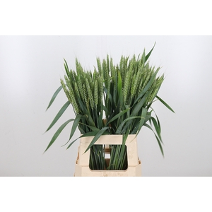 Triticum Aestiv Tarwe