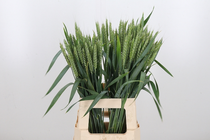 <h4>Triticum Aestiv Tarwe</h4>
