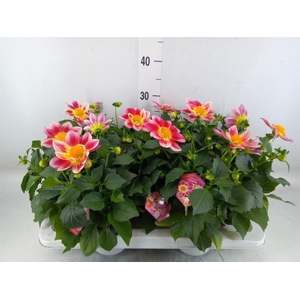 Dahlia  'Summerbees Red Bicolor'