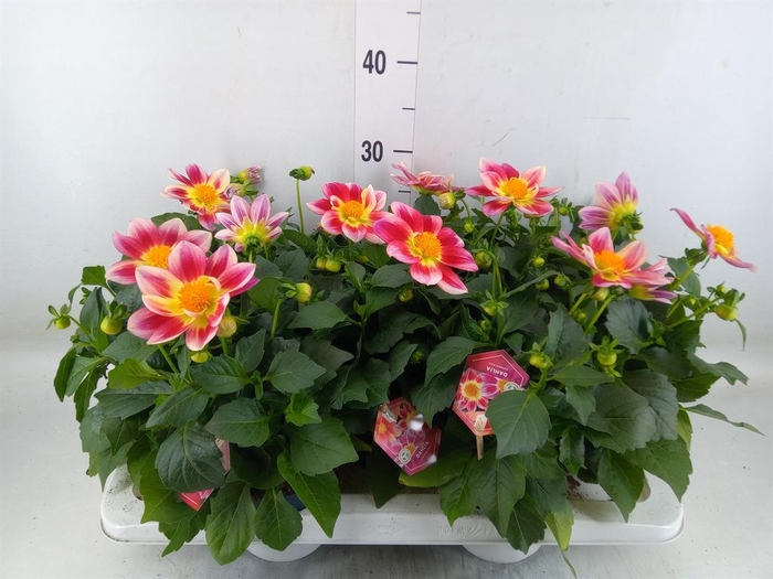 <h4>Dahlia  'Summerbees Red Bicolor'</h4>