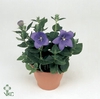 Platycodon grand. 'Astra Blue'