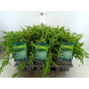 Juniperus squamata 'Blue Carpet'