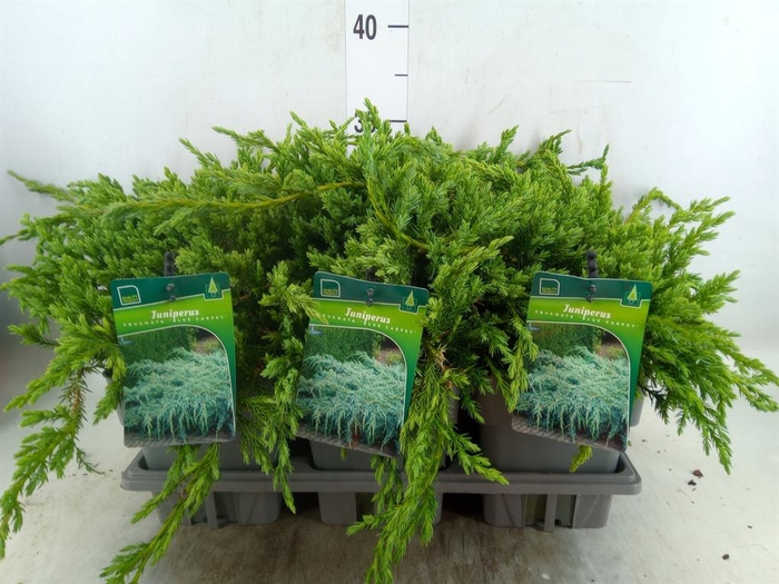 <h4>Juniperus squamata 'Blue Carpet'</h4>