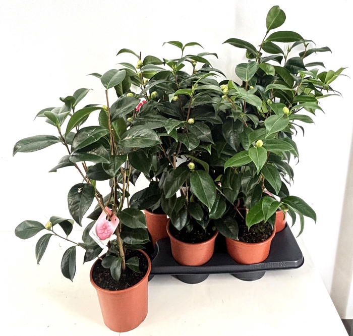 <h4>Came Japonica</h4>