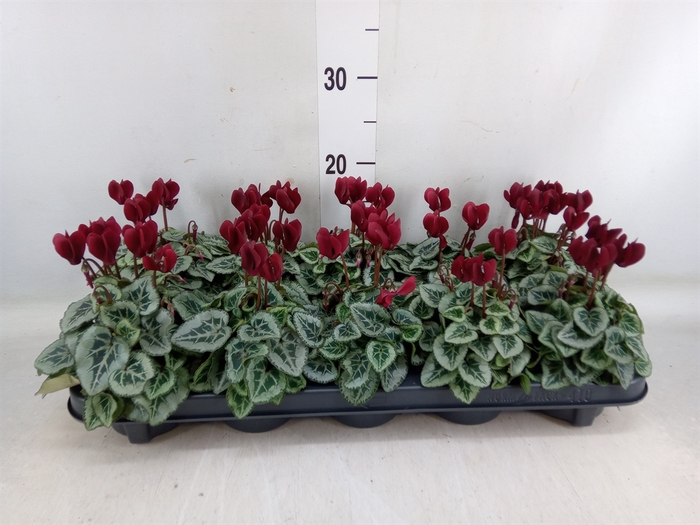 <h4>Cyclamen KL 'Tuxedo'</h4>