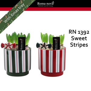 1392 - Sweet Stripes (Hyacint)