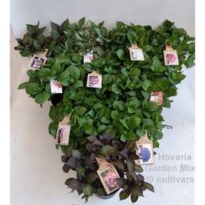 Hydrangea Hovaria Garden Mix 19cm