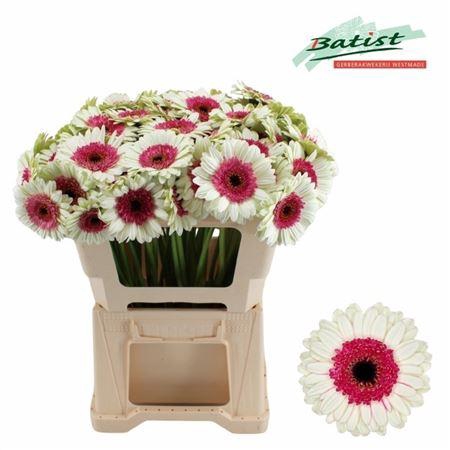 <h4>Ge Mi Double Fun</h4>