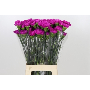 Dianthus St Tiepolo Fucsia