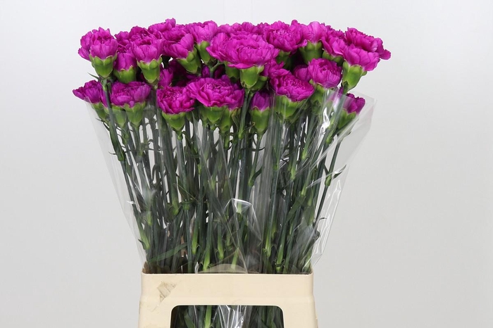 <h4>Dianthus St Tiepolo Fucsia</h4>