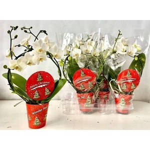 Phalaenopsis White 9Ø 45cm 2st 14fl